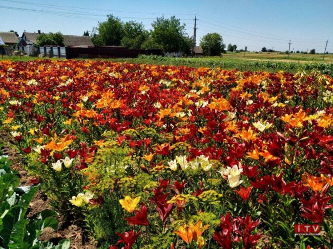 На Рівненщині подружжя виростило плантацію лілій. ФОТО