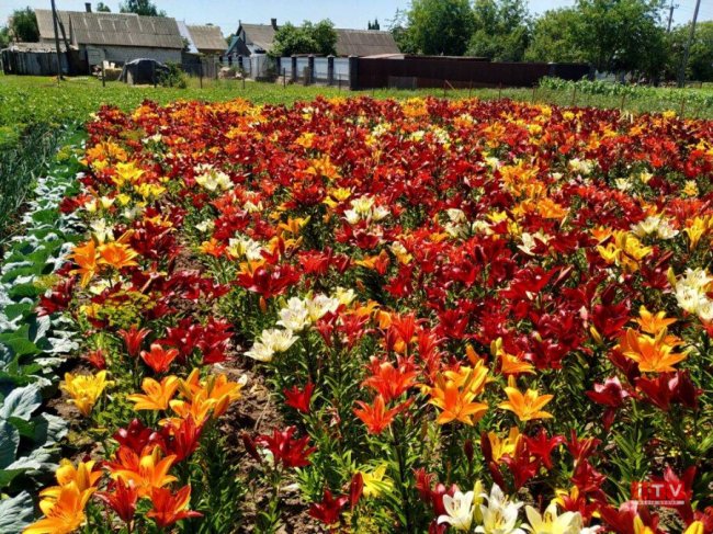 На Рівненщині подружжя виростило плантацію лілій. ФОТО