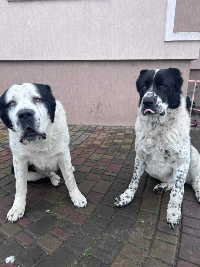 Військові з Волині шукають своїх собак, яких перед службою лишили знайомим