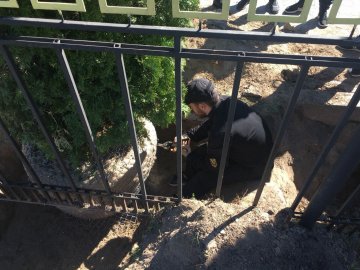 У Луцьку незаконно викорчовували туї. ФОТО