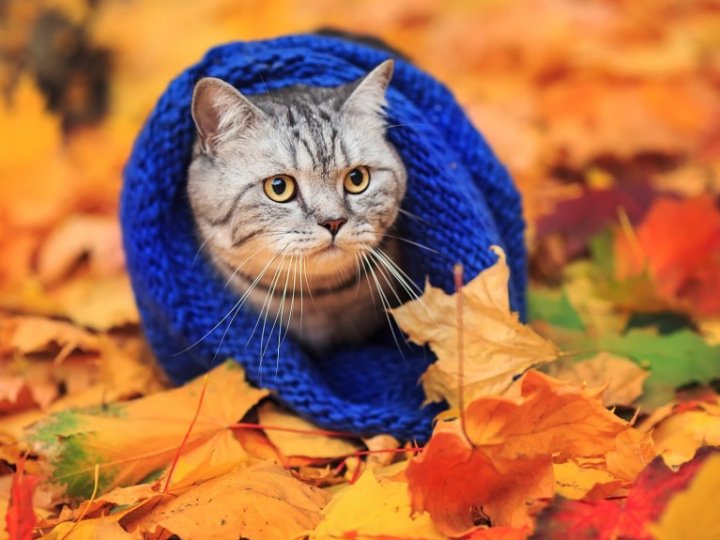 Робочі дні та важливі події в листопаді 2025 року: коли українці відпочиватимуть, що святкуватимуть