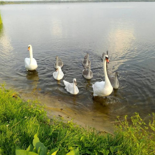Волинянка показала, як на озері підростали семеро лебедят