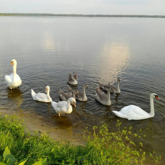 Волинянка показала, як на озері підростали семеро лебедят
