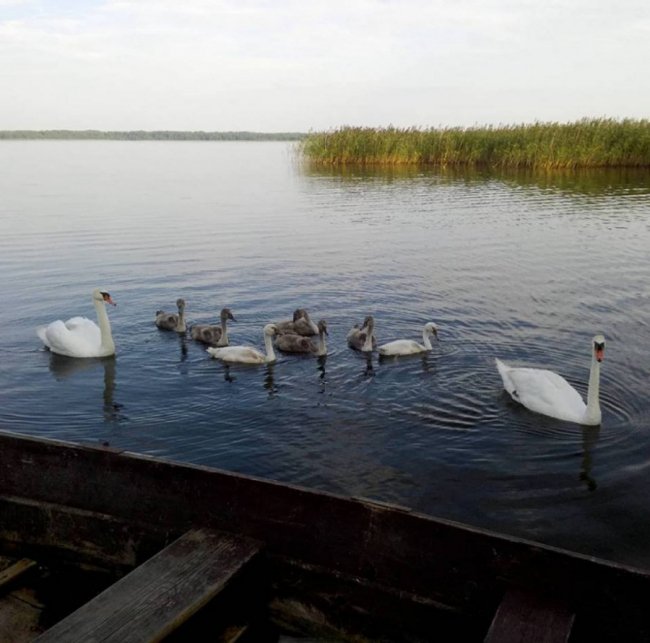 Волинянка показала, як на озері підростали семеро лебедят