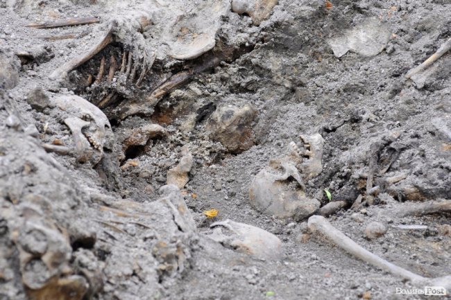 У Луцьку розкопали масове захоронення розстріляних в'язнів