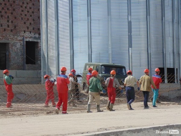 День поля на «Волинь-зерно-продукті». ФОТО*