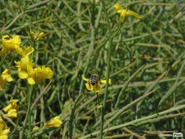 День поля на «Волинь-зерно-продукті». ФОТО*