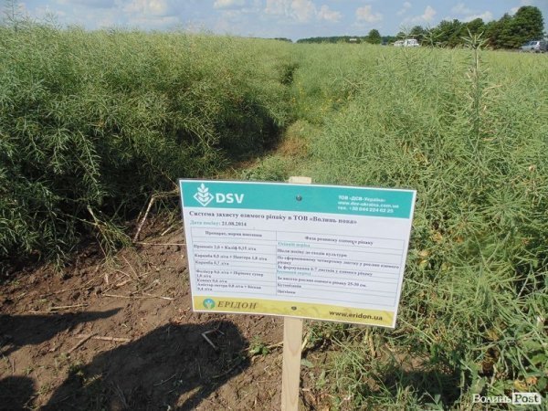 День поля на «Волинь-зерно-продукті». ФОТО*