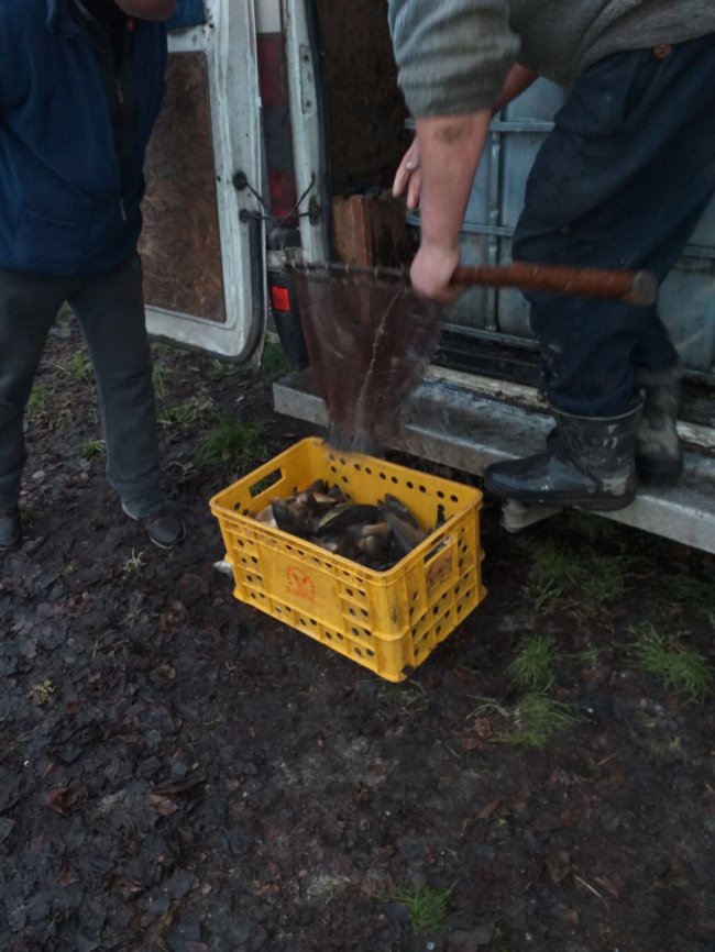 В озеро у Шацькому районі випустили майже тонну риби. ФОТО