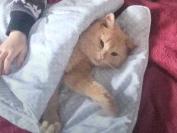 На Волині скажений домашній кіт покусав жінку та двох дітей. ВІДЕО