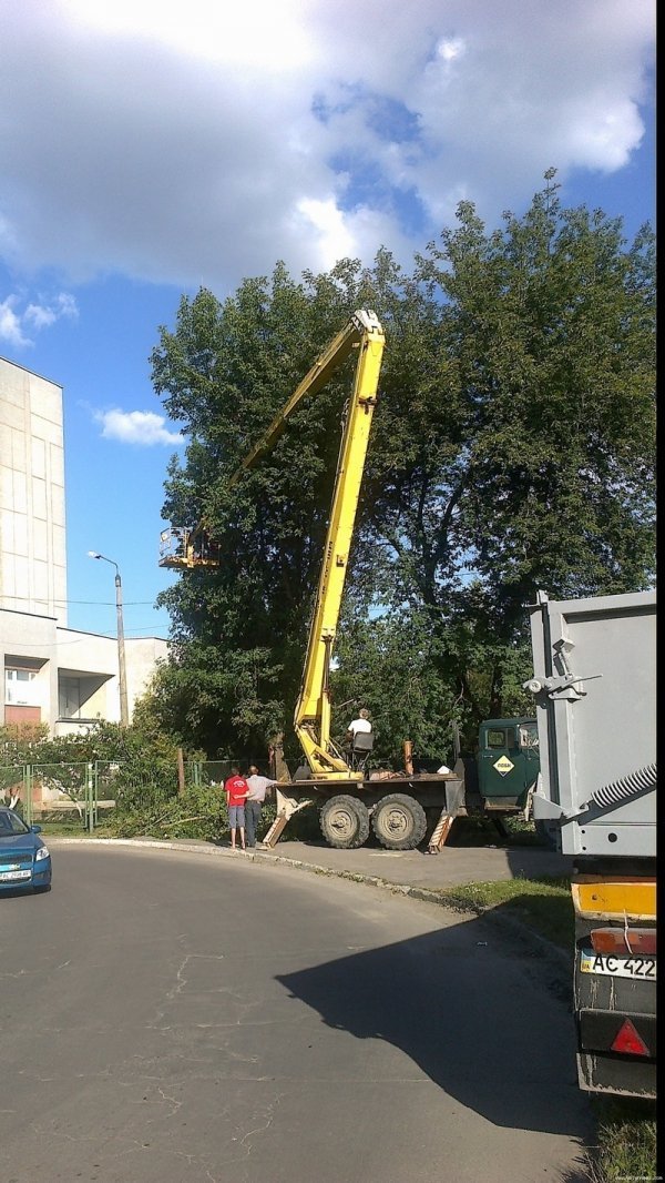 У Луцьку спилюють дерева. ФОТО