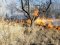 Пожежі на Волині: горіли суха трава та очерет
