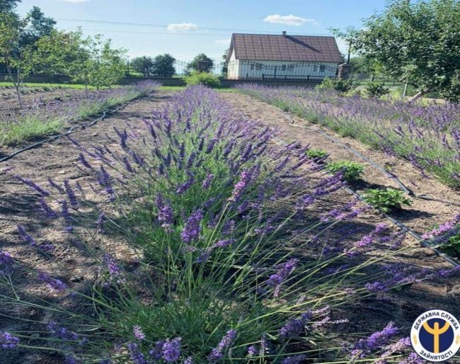 Волинянка поділилась секретами з вирощування лаванди
