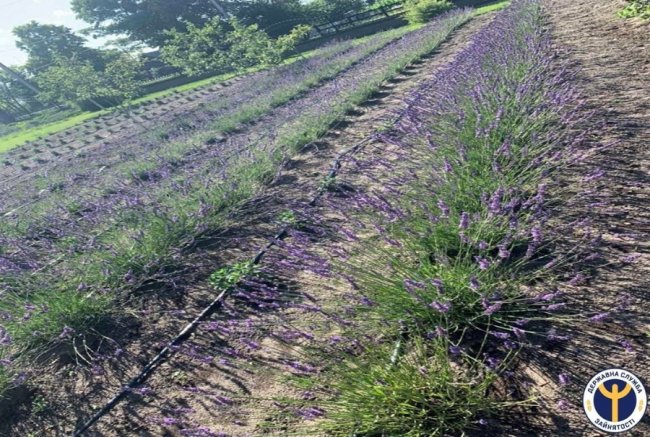 Волинянка поділилась секретами з вирощування лаванди