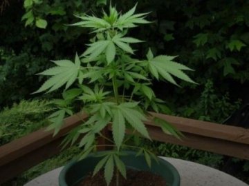 Волинянин вдома вирощував коноплю