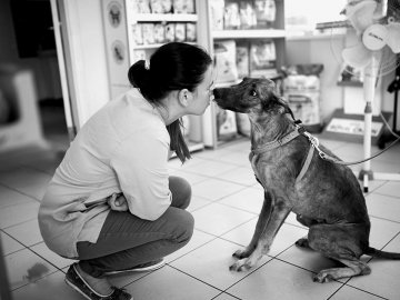 Померла собака Белла, яку у Луцьку знайшли посеред вулиці виснаженою