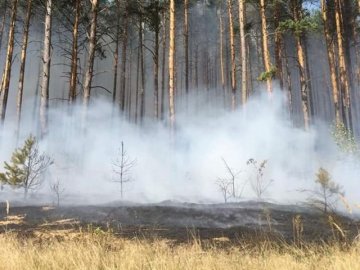 Повідомили причину загорання лісу на Волині