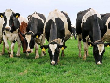 Корів стало менше: яка ситуація з худобою на волинських агропідприємствах