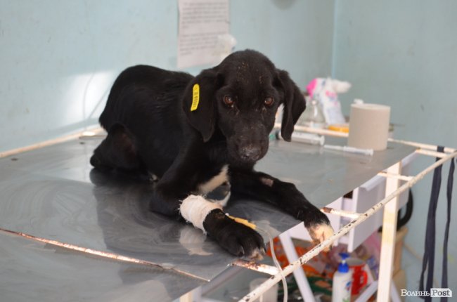 Показали умови, у яких живуть тварини в луцькій «Ласці». ФОТО