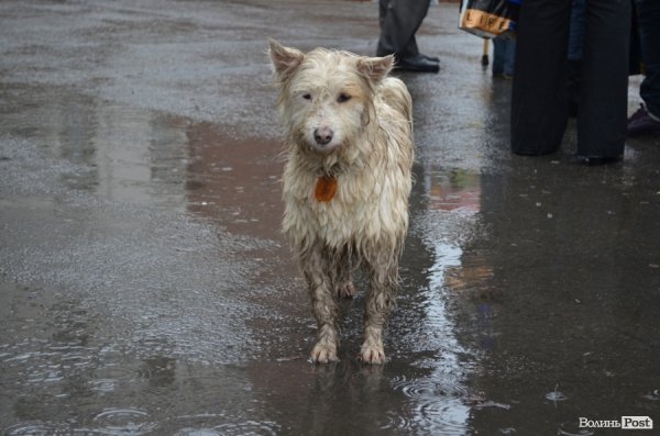 У Луцьку під дощем мітингувати захисники тварин
