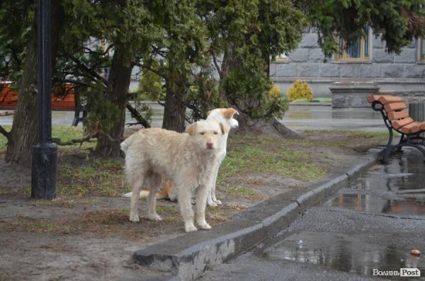 У Луцьку під дощем мітингувати захисники тварин