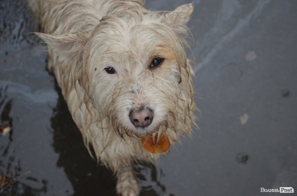 У Луцьку під дощем мітингувати захисники тварин