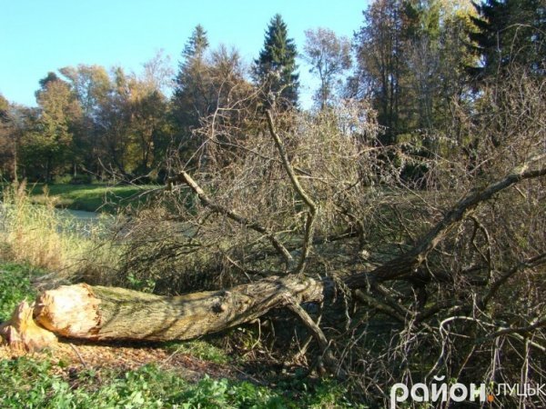 У Луцьку – нашестя бобрів. ФОТО