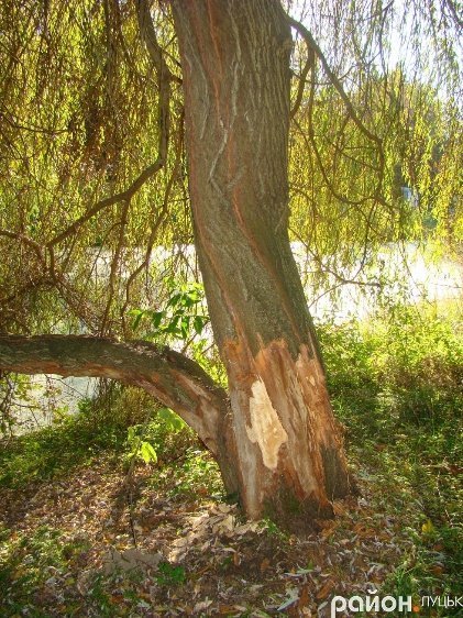 У Луцьку – нашестя бобрів. ФОТО