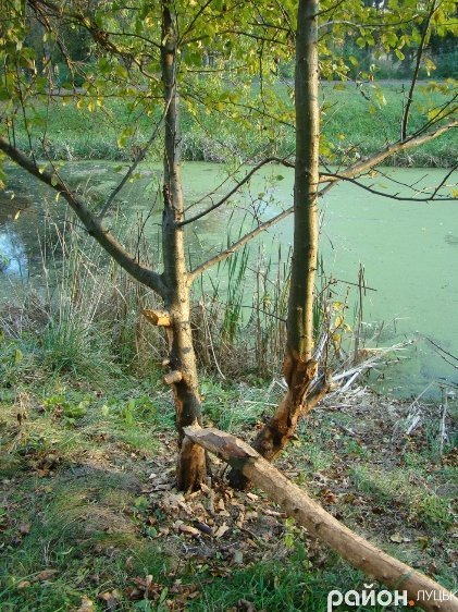 У Луцьку – нашестя бобрів. ФОТО