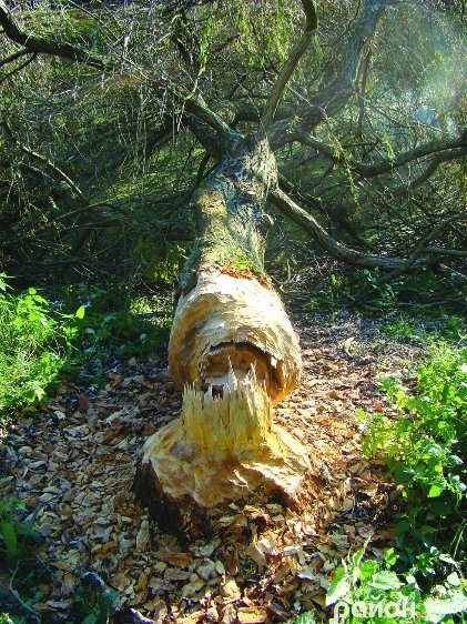 У Луцьку – нашестя бобрів. ФОТО