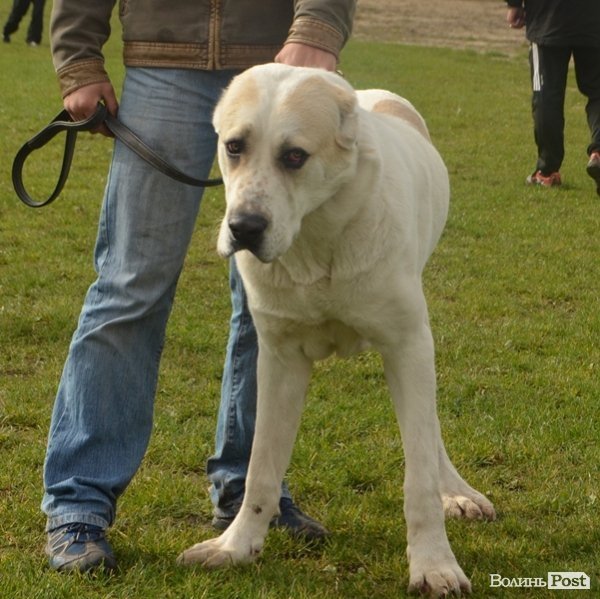 У Луцьку – виставка собак. ФОТО