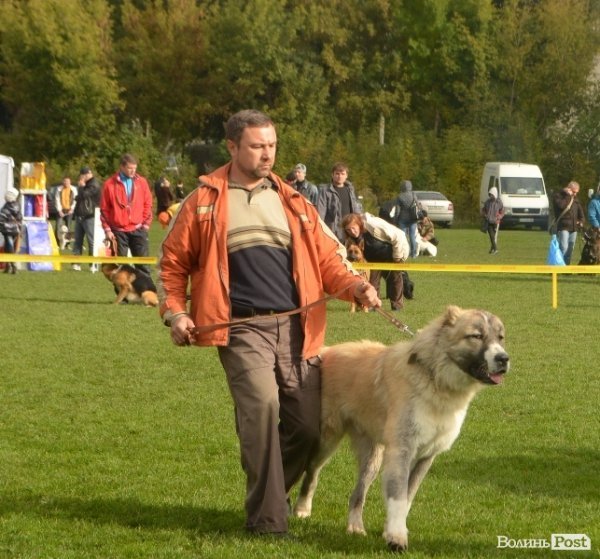 У Луцьку – виставка собак. ФОТО