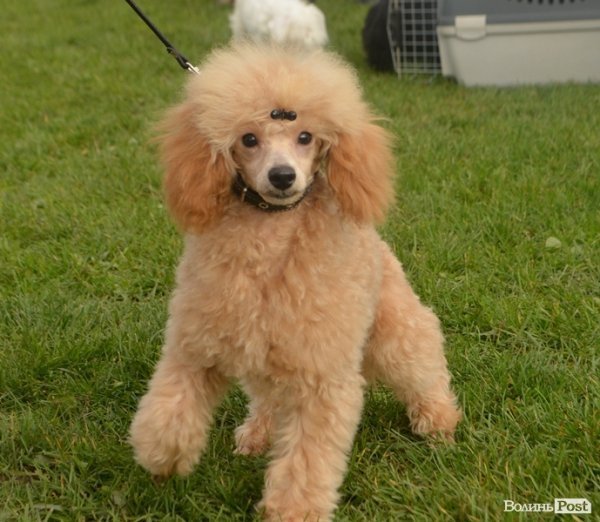 У Луцьку – виставка собак. ФОТО