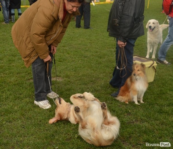 У Луцьку – виставка собак. ФОТО