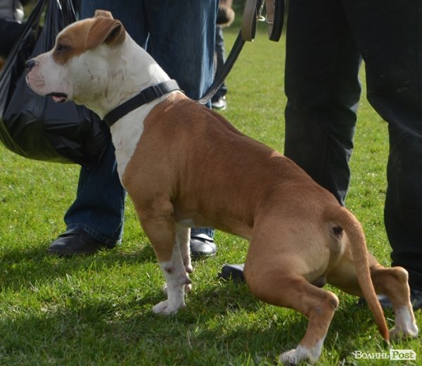 У Луцьку – виставка собак. ФОТО