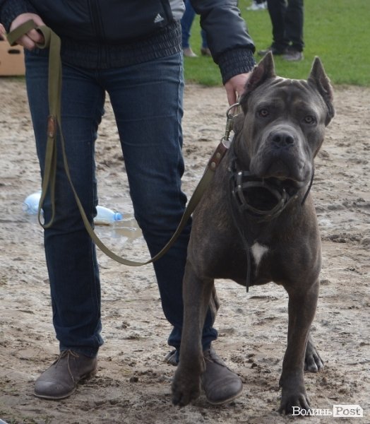 У Луцьку – виставка собак. ФОТО