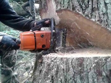 У лісництві дерево впало на волинянина: чоловік загинув