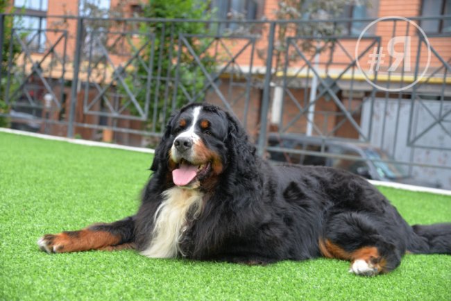  «Яровиця» – не лише хороше житло, а й концентрація успішного бізнесу* 