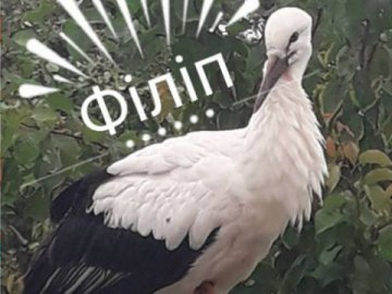 До волинянки в гості завітав лелека