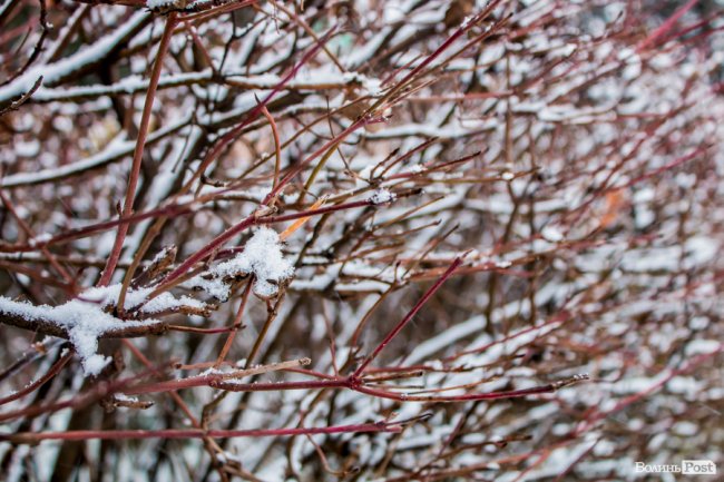 Засніжений Луцьк. ФОТОРЕПОРТАЖ