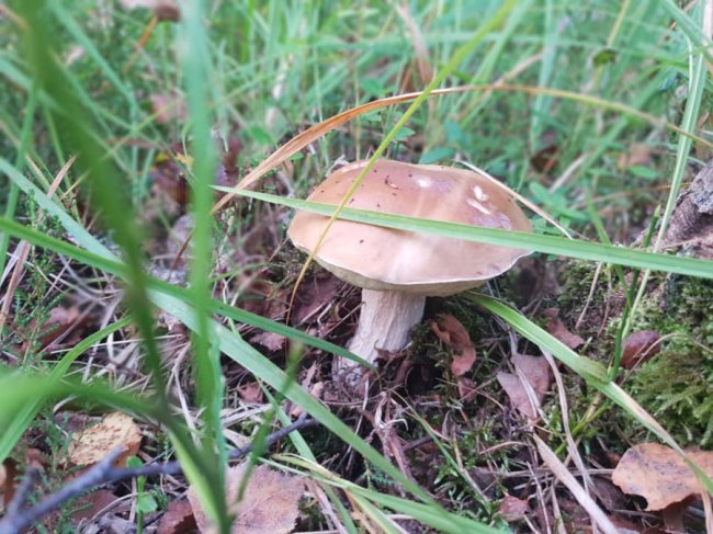 Ректор луцького політеху похвалився грибним «уловом». ФОТО