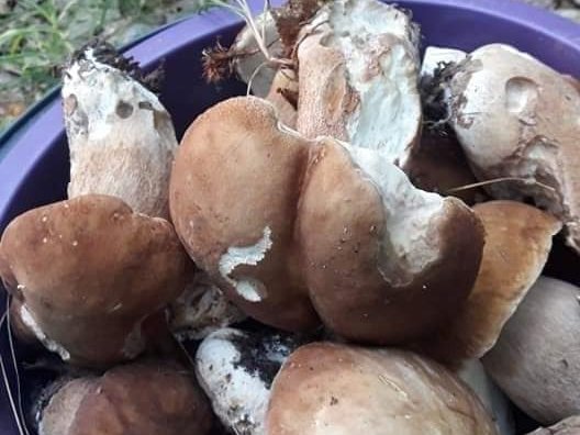 Волинянка похизувалась грибним уловом. ФОТО