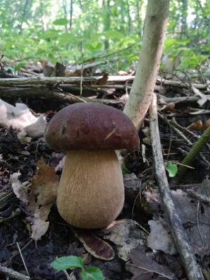 Волинянка похизувалась грибним уловом. ФОТО