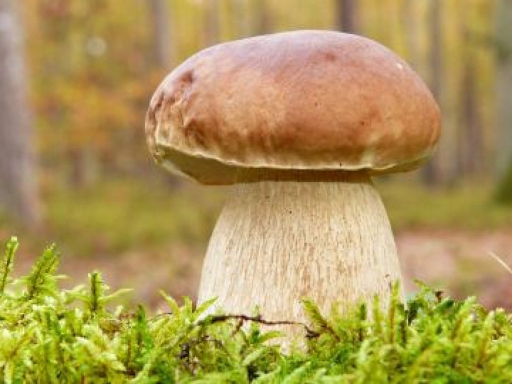 Заважив 752 грами: у лісі на Волині знайшли гігантський білий гриб