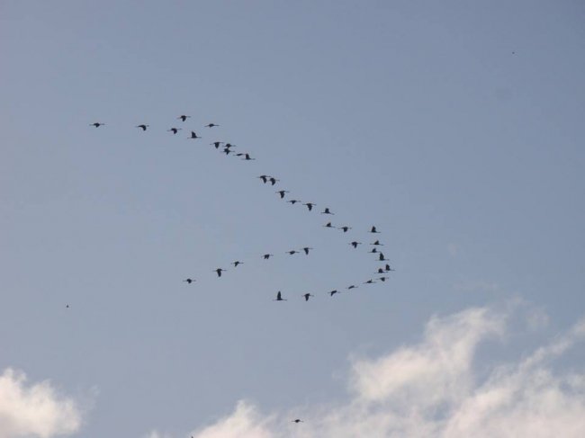 Маленькі і прудкі: пернаті мешканці нацпарку на Волині. ФОТО