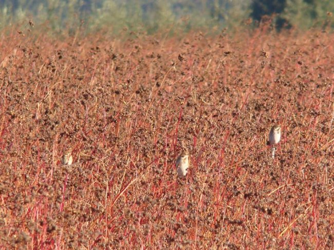 Маленькі і прудкі: пернаті мешканці нацпарку на Волині. ФОТО