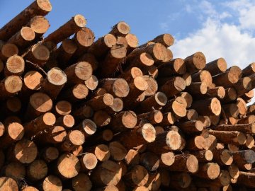 Кабмін заборонив експорт паливної деревини