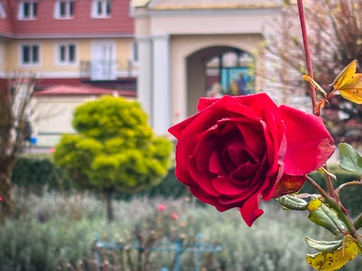 Диво серед зими: біля собору Луцька зацвіла лаванда та троянди