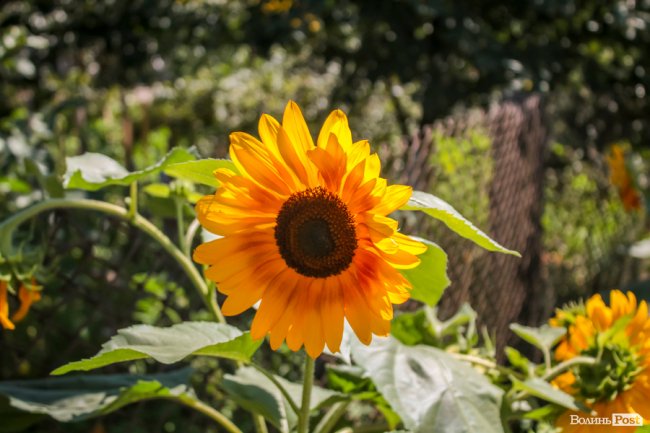 Безіменна вулиця і неназваний ставок: чим особливий неквапливий Вишків. ФОТО