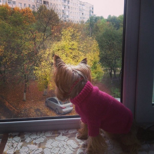 Фото «котячо-собачого» хіт-параду від Луцького зоопарку